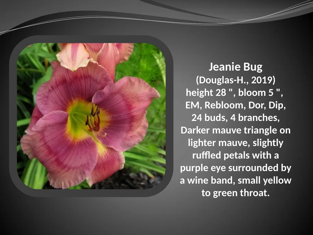 2026 AUCTION PROGRAM Be My Sugarplum (Simpson-E., - slide 21 of 45