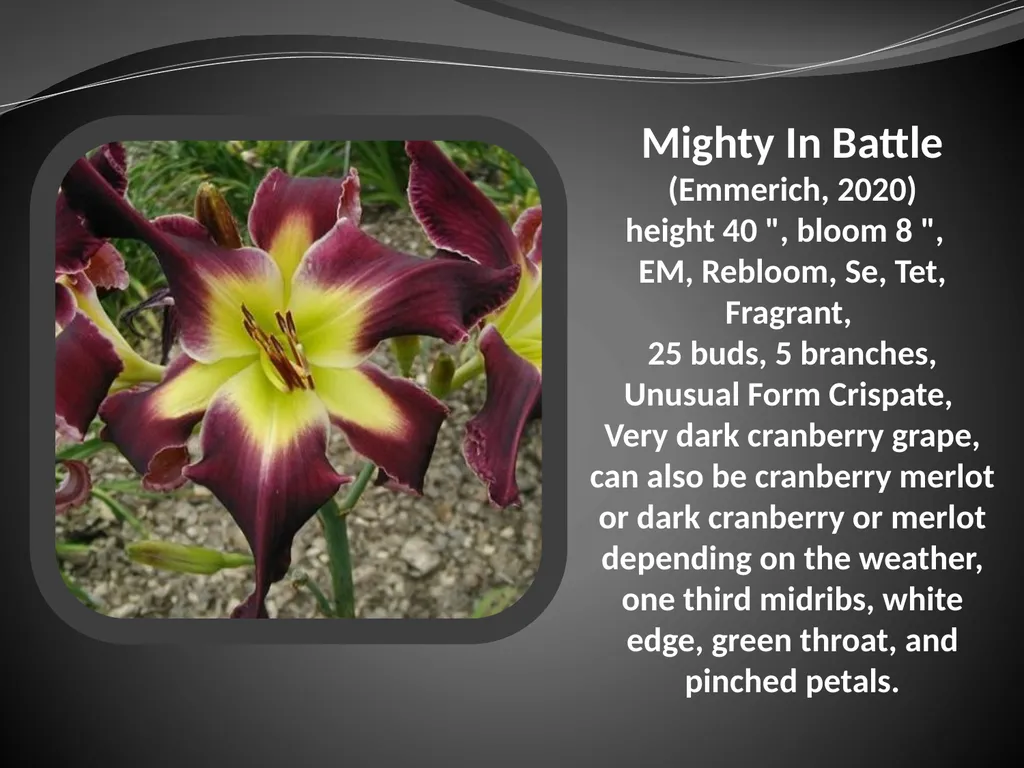 2026 AUCTION PROGRAM Be My Sugarplum (Simpson-E., - slide 26 of 45