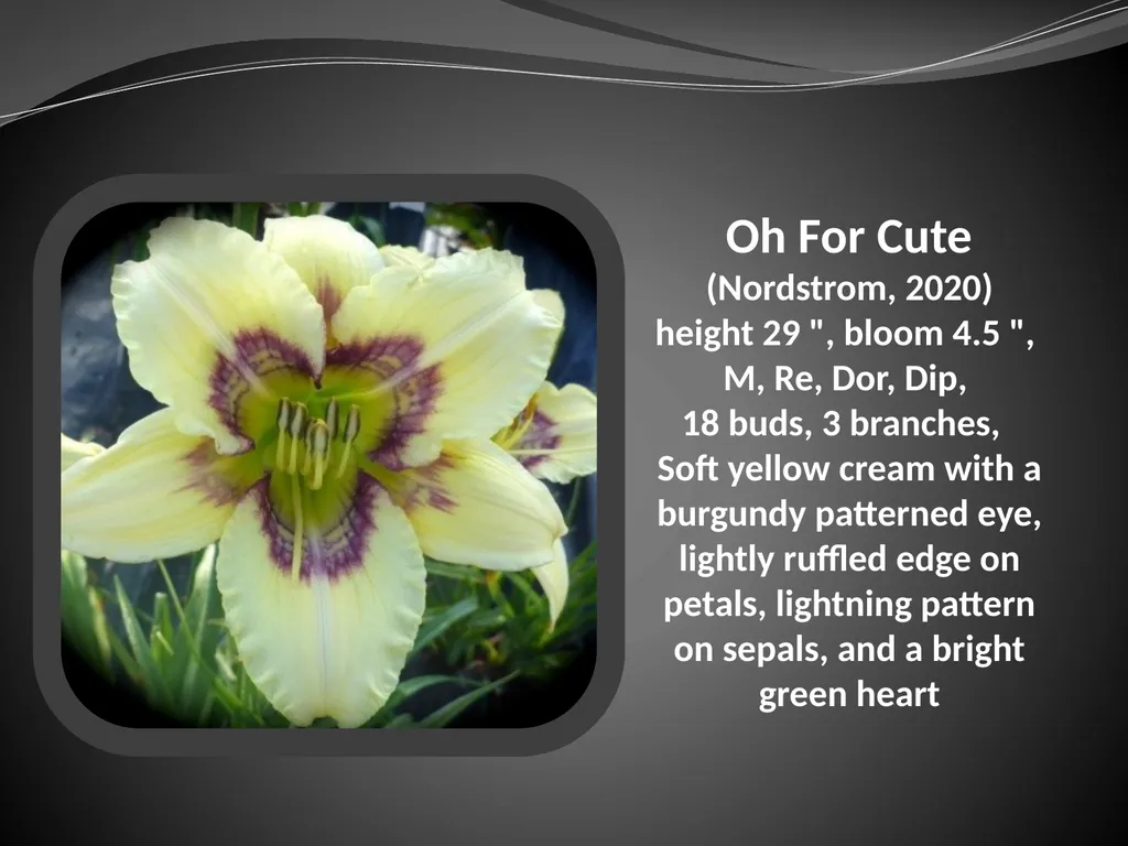 2026 AUCTION PROGRAM Be My Sugarplum (Simpson-E., - slide 29 of 45