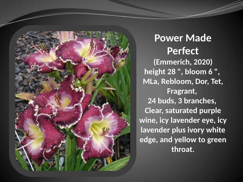 2026 AUCTION PROGRAM Be My Sugarplum (Simpson-E., - slide 34 of 45