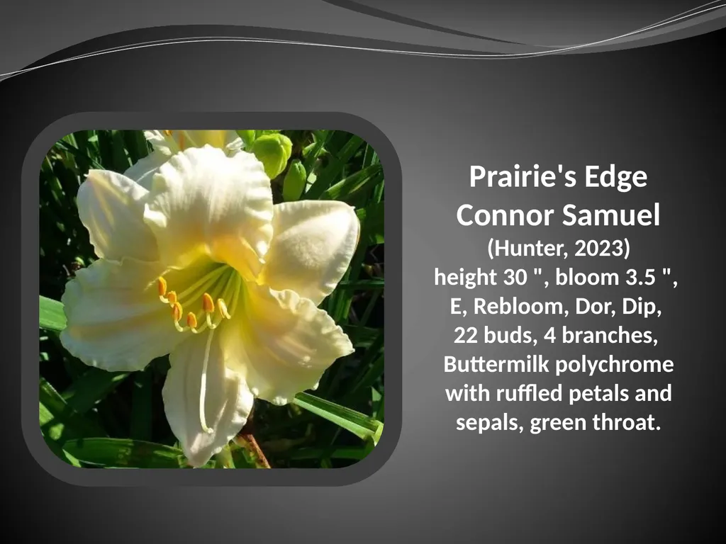 2026 AUCTION PROGRAM Be My Sugarplum (Simpson-E., - slide 35 of 45