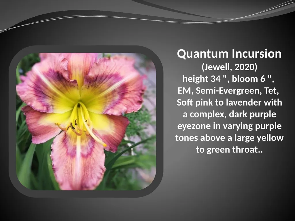 2026 AUCTION PROGRAM Be My Sugarplum (Simpson-E., - slide 36 of 45