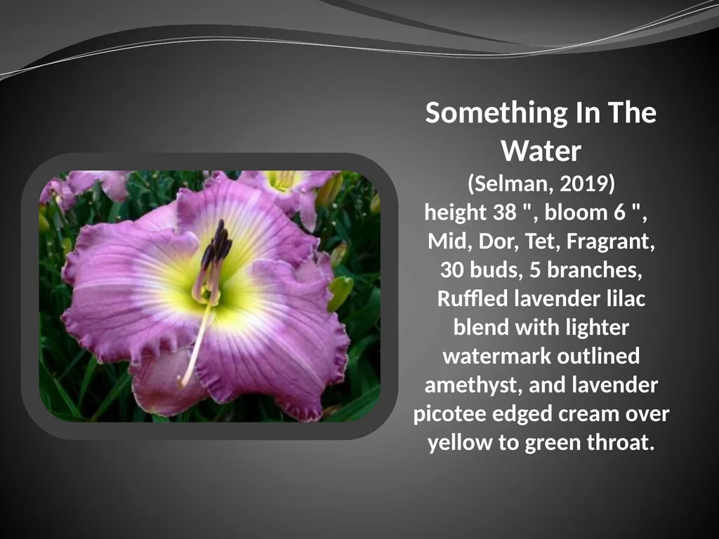 2026 AUCTION PROGRAM Be My Sugarplum (Simpson-E., - slide 40 of 45