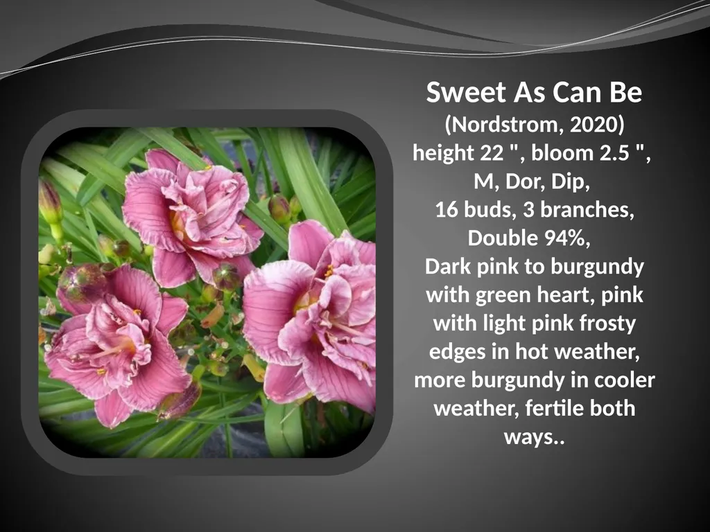 2026 AUCTION PROGRAM Be My Sugarplum (Simpson-E., - slide 41 of 45