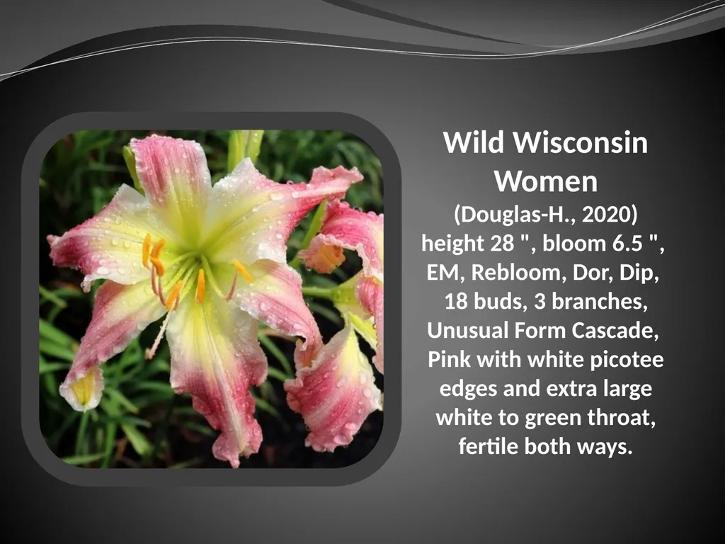 2026 AUCTION PROGRAM Be My Sugarplum (Simpson-E., - slide 44 of 45