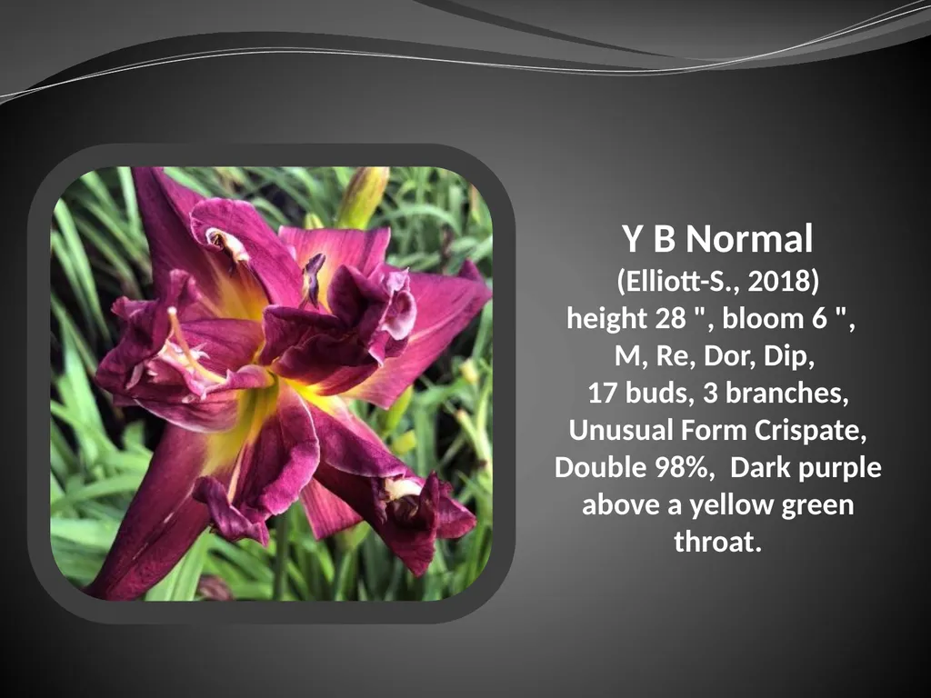 2026 AUCTION PROGRAM Be My Sugarplum (Simpson-E., - slide 45 of 45