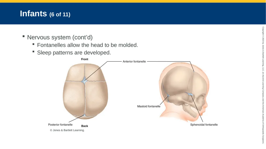 Life Span Development CHAPTER 10 Introduction - slide 8 of 44
