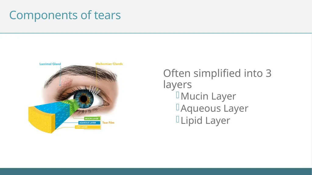 Understanding the Tear Film Subtitle The Tear Film - slide 6 of 12