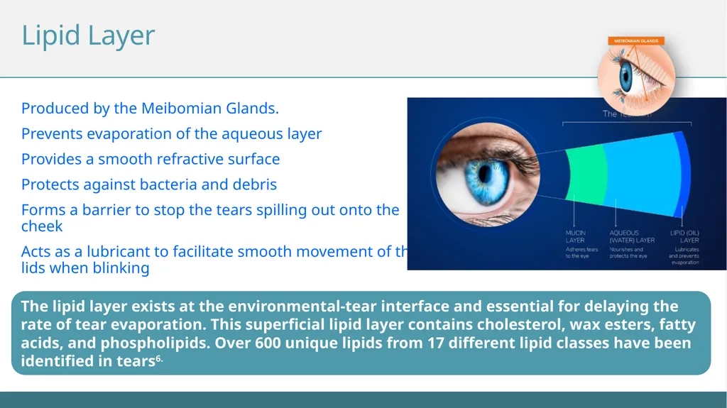 Understanding the Tear Film Subtitle The Tear Film - slide 9 of 12