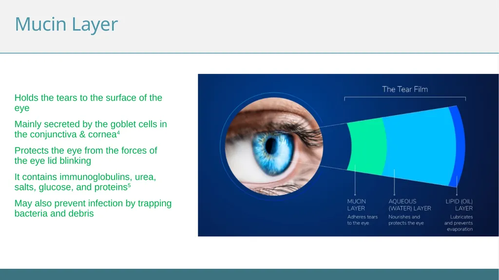 Understanding the Tear Film Subtitle The Tear Film - slide 7 of 12