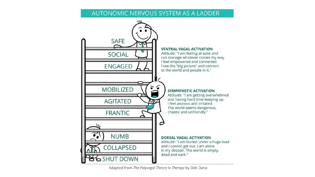 Polyvagal Theory Authored by neuroscientist Dr. - slide 11 of 14