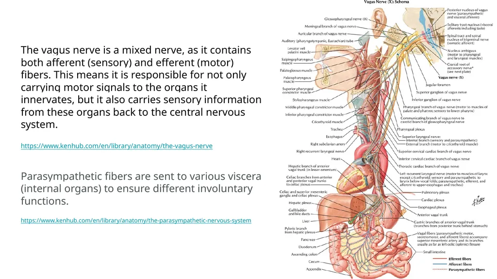 Polyvagal Theory Authored by neuroscientist Dr. - slide 5 of 14