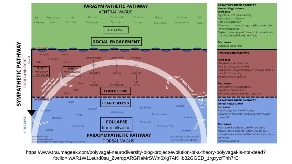 Polyvagal Theory Authored by neuroscientist Dr. - slide 10 of 14