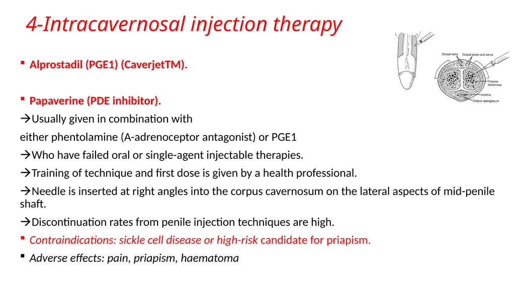 Anatomy of penis, and Physiology of erection, - slide 31 of 34