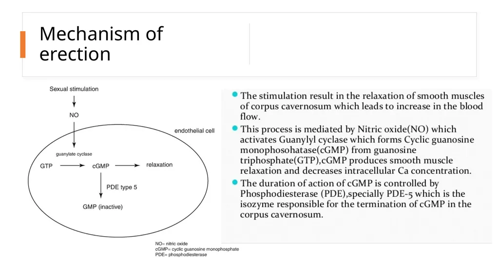 Anatomy of penis, and Physiology of erection, - slide 13 of 34