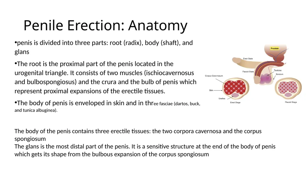 Anatomy of penis, and Physiology of erection, - slide 2 of 34