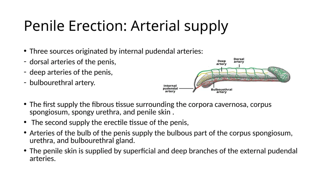 Anatomy of penis, and Physiology of erection, - slide 4 of 34
