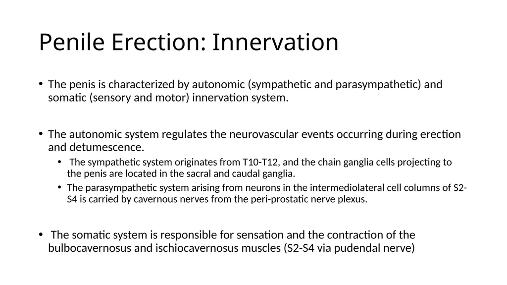 Anatomy of penis, and Physiology of erection, - slide 3 of 34