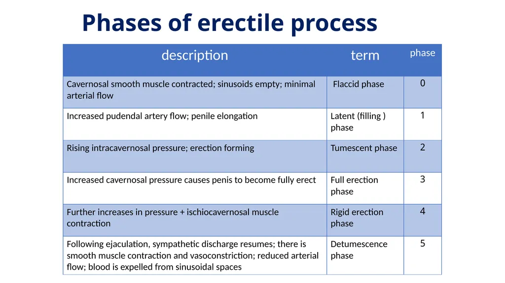 Anatomy of penis, and Physiology of erection, - slide 15 of 34