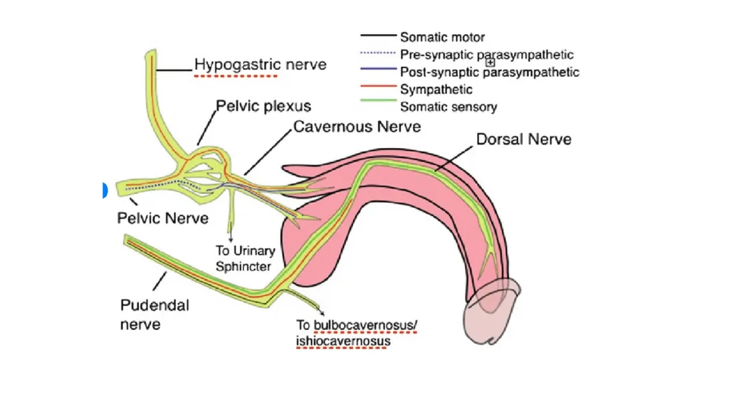 Anatomy of penis, and Physiology of erection, - slide 10 of 34
