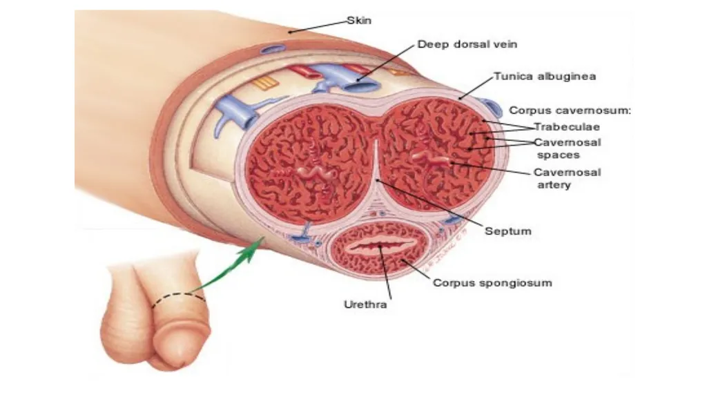 Anatomy of penis, and Physiology of erection, - slide 7 of 34