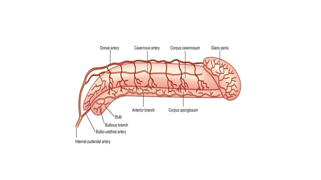 Anatomy of penis, and Physiology of erection, - slide 8 of 34