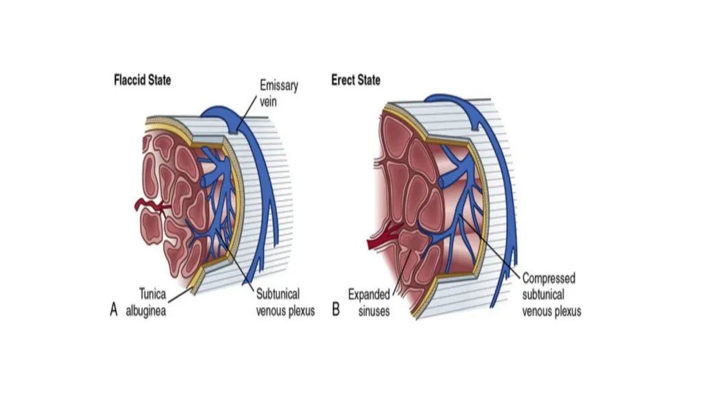Anatomy of penis, and Physiology of erection, - slide 9 of 34