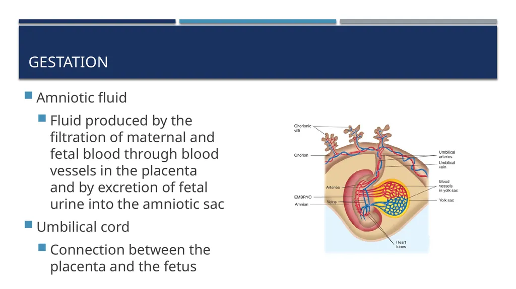 The Reproductive System and Human Genetics - slide 34 of 56