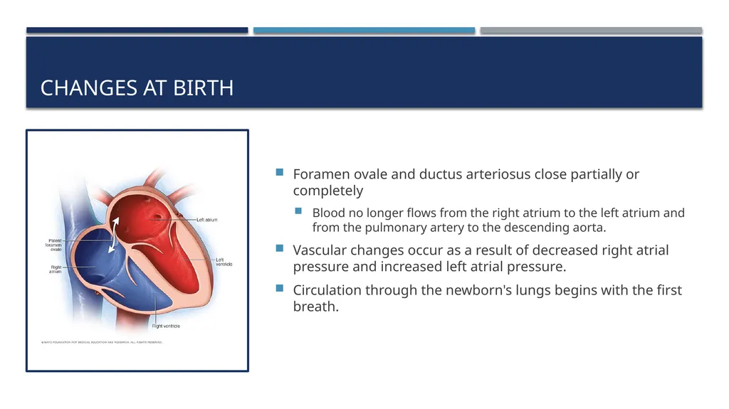 The Reproductive System and Human Genetics - slide 42 of 56