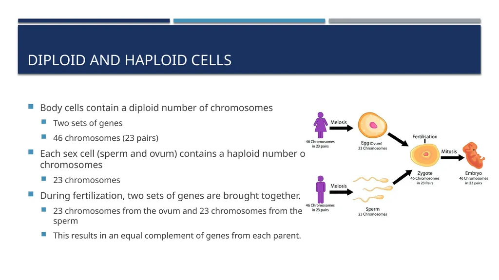 The Reproductive System and Human Genetics - slide 47 of 56