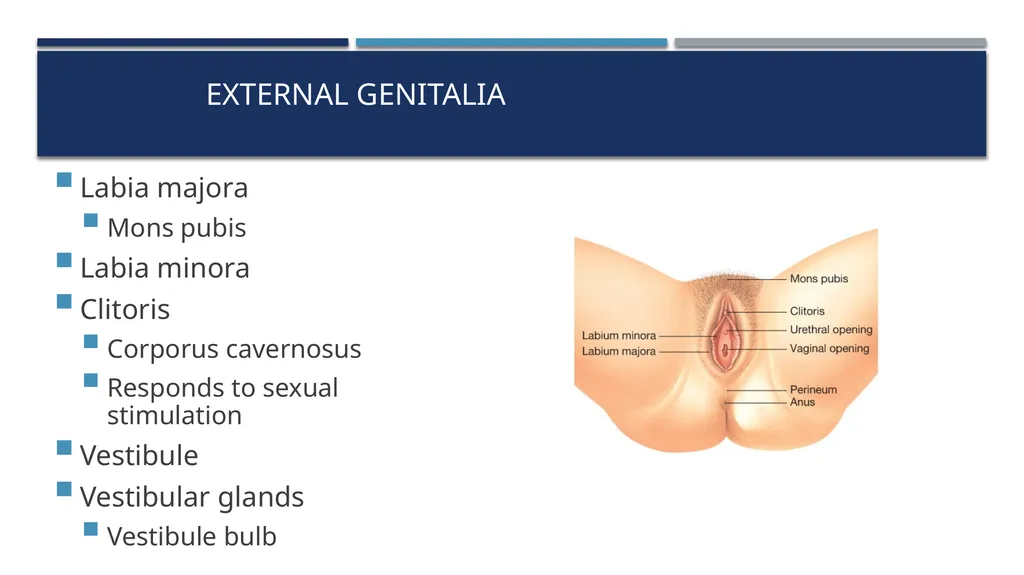 The Reproductive System and Human Genetics - slide 20 of 56