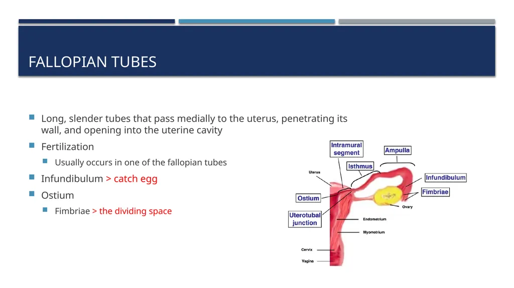 The Reproductive System and Human Genetics - slide 13 of 56