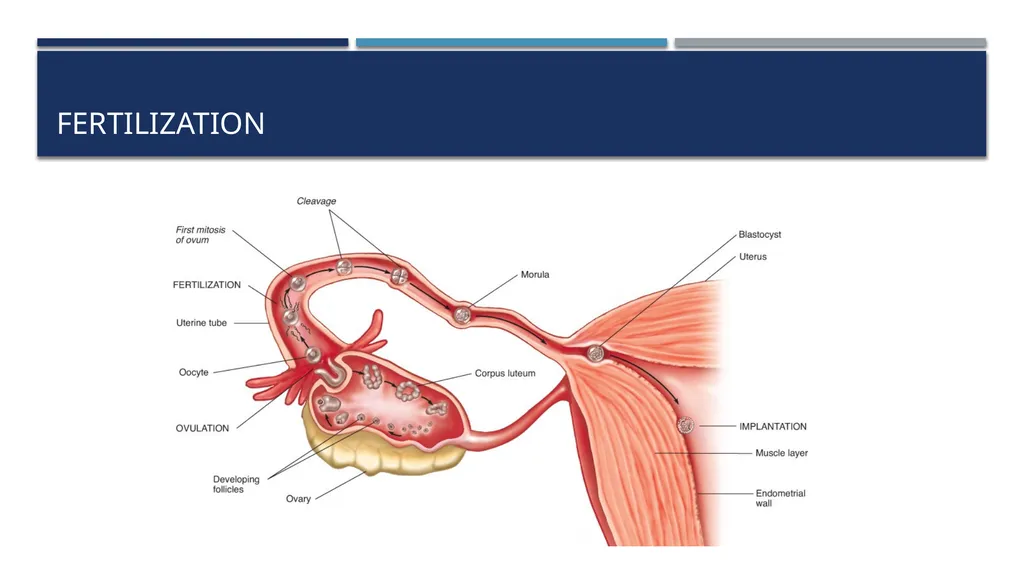 The Reproductive System and Human Genetics - slide 29 of 56