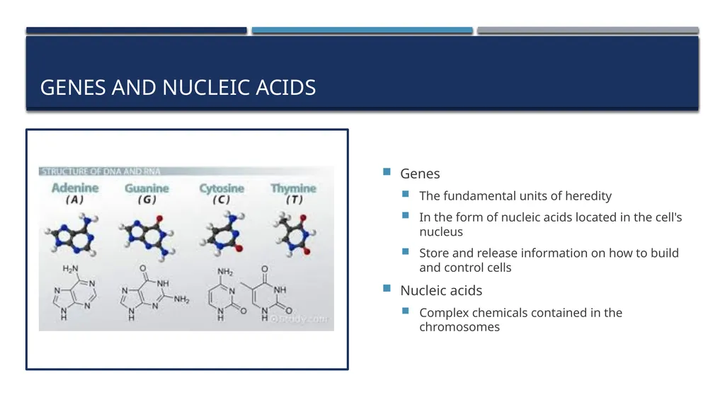 The Reproductive System and Human Genetics - slide 45 of 56
