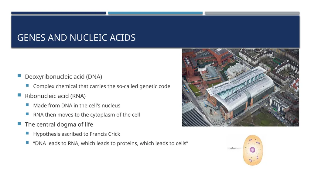The Reproductive System and Human Genetics - slide 46 of 56