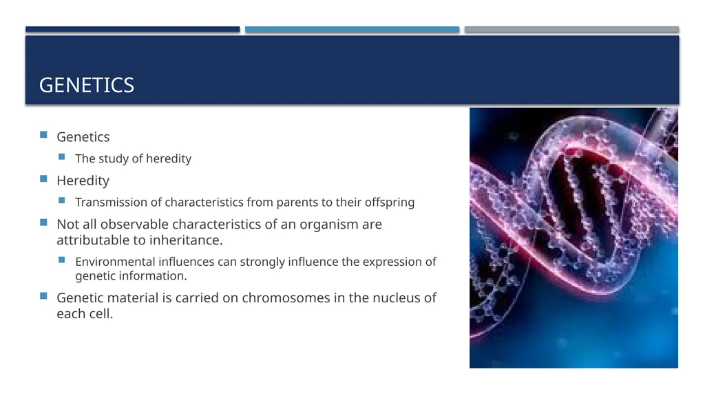 The Reproductive System and Human Genetics - slide 44 of 56