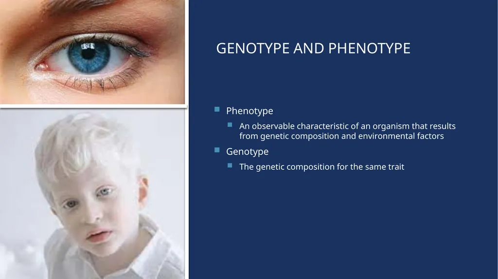 The Reproductive System and Human Genetics - slide 53 of 56