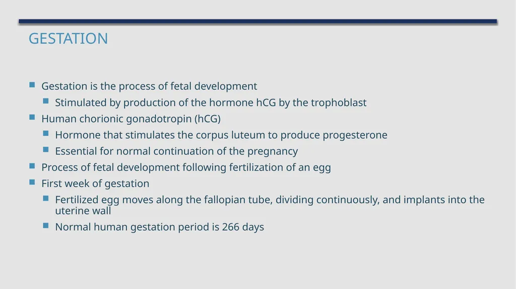 The Reproductive System and Human Genetics - slide 31 of 56