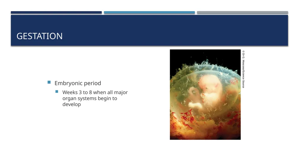 The Reproductive System and Human Genetics - slide 35 of 56