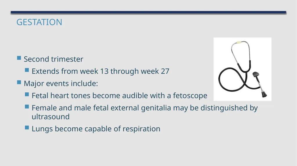 The Reproductive System and Human Genetics - slide 36 of 56