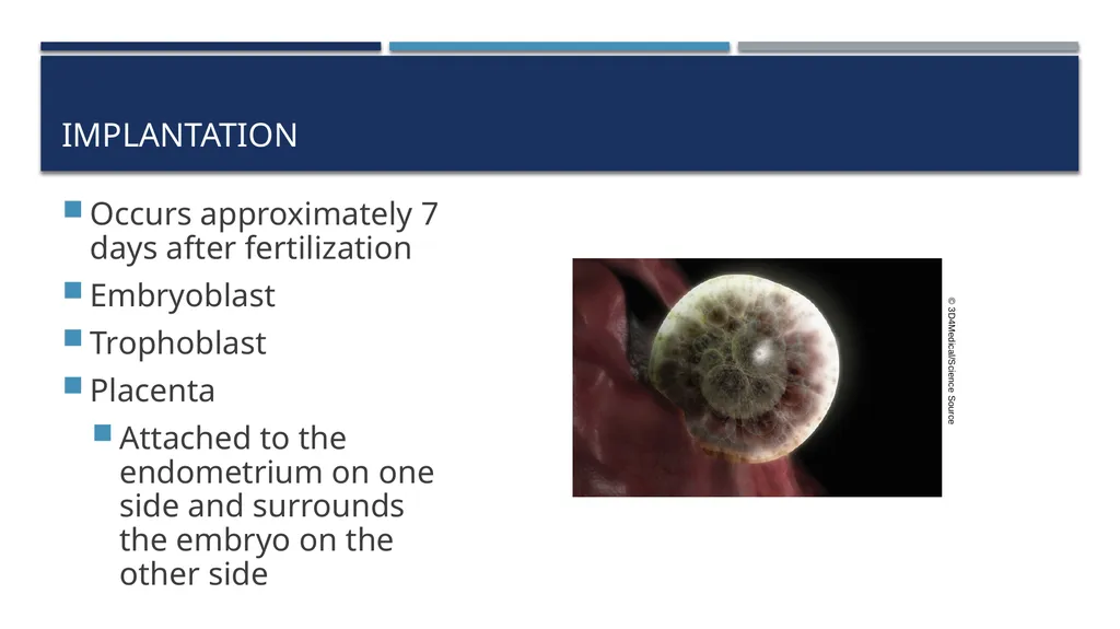 The Reproductive System and Human Genetics - slide 30 of 56