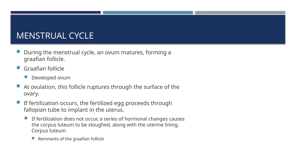 The Reproductive System and Human Genetics - slide 15 of 56