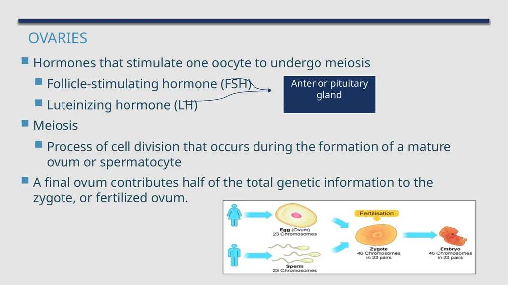 The Reproductive System and Human Genetics - slide 12 of 56
