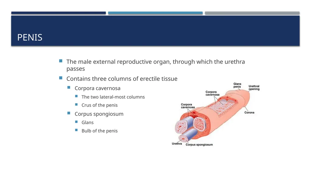 The Reproductive System and Human Genetics - slide 25 of 56