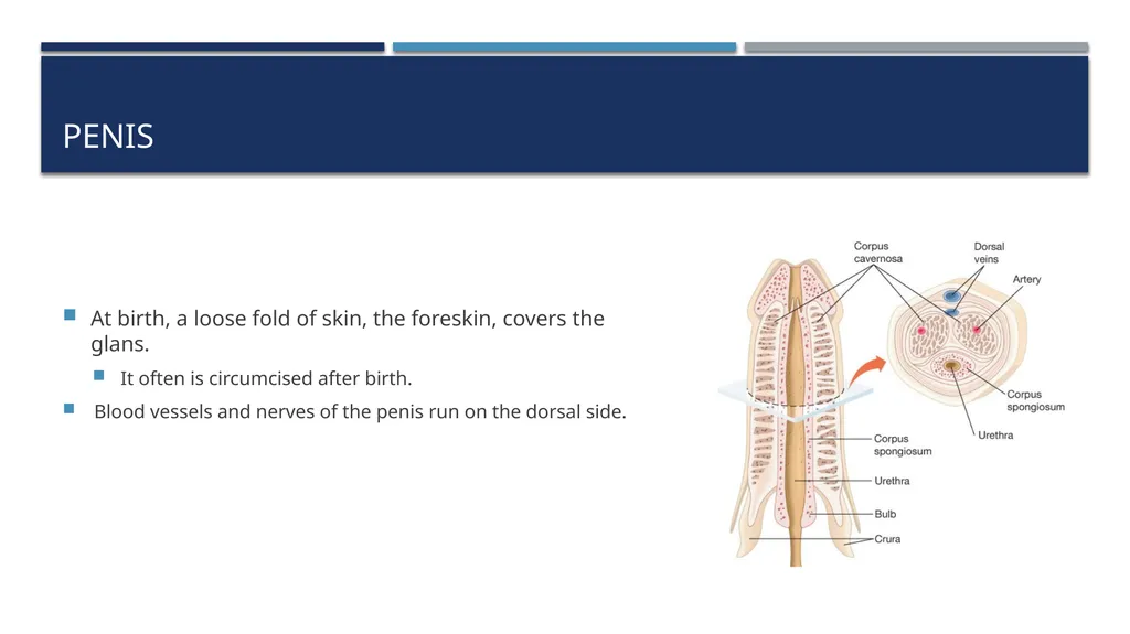The Reproductive System and Human Genetics - slide 26 of 56