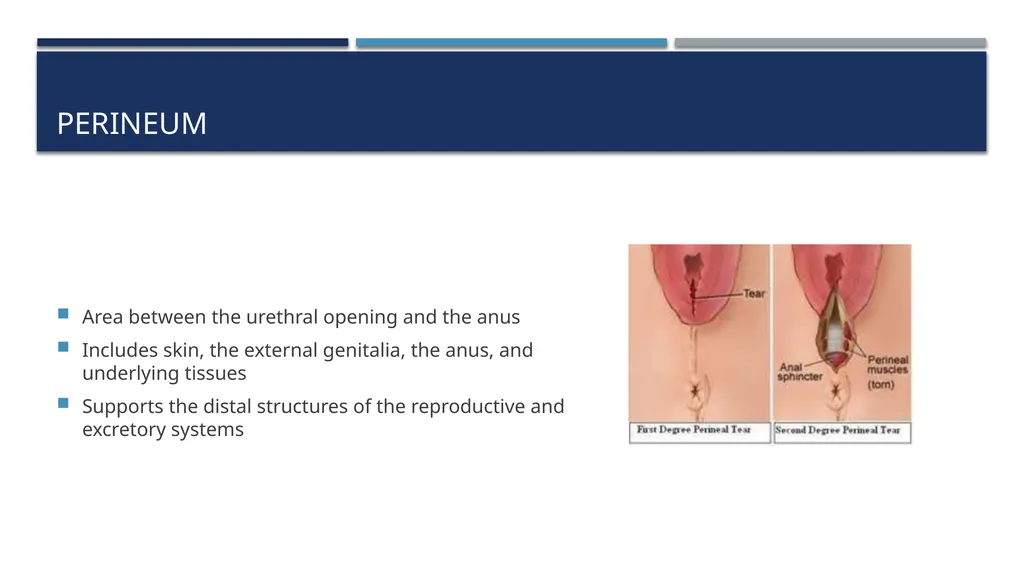 The Reproductive System and Human Genetics - slide 27 of 56