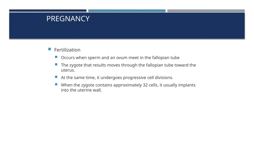 The Reproductive System and Human Genetics - slide 28 of 56