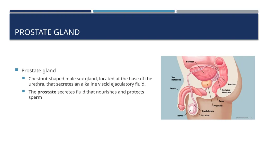 The Reproductive System and Human Genetics - slide 24 of 56