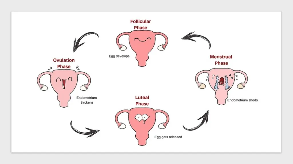 The Reproductive System and Human Genetics - slide 17 of 56