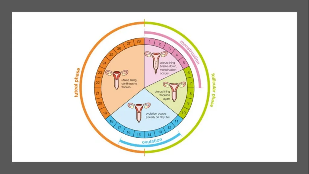 The Reproductive System and Human Genetics - slide 18 of 56